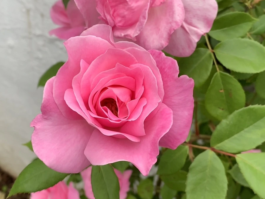 IMG_4784.jpg?type=w966