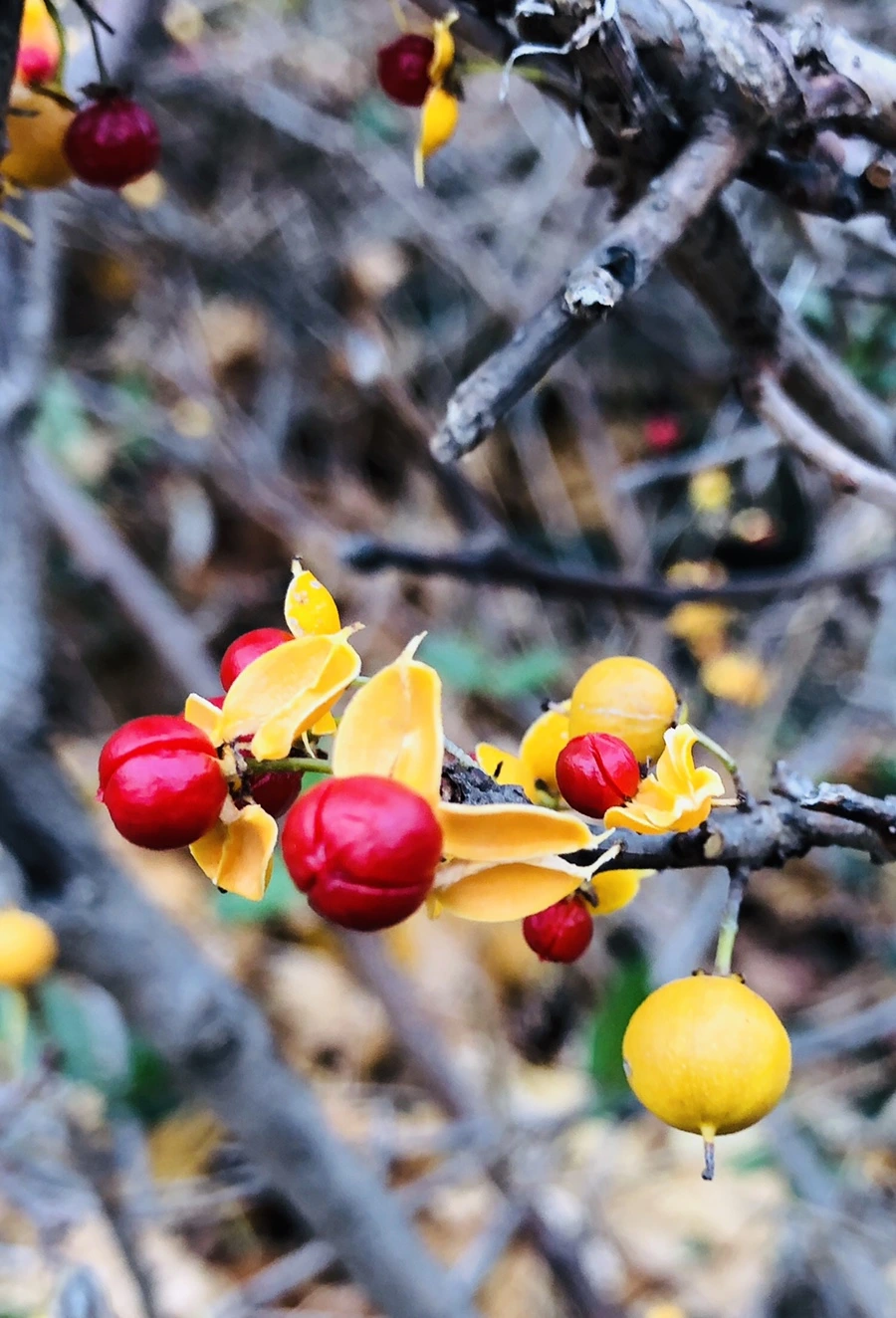 IMG_6088.jpg?type=w966