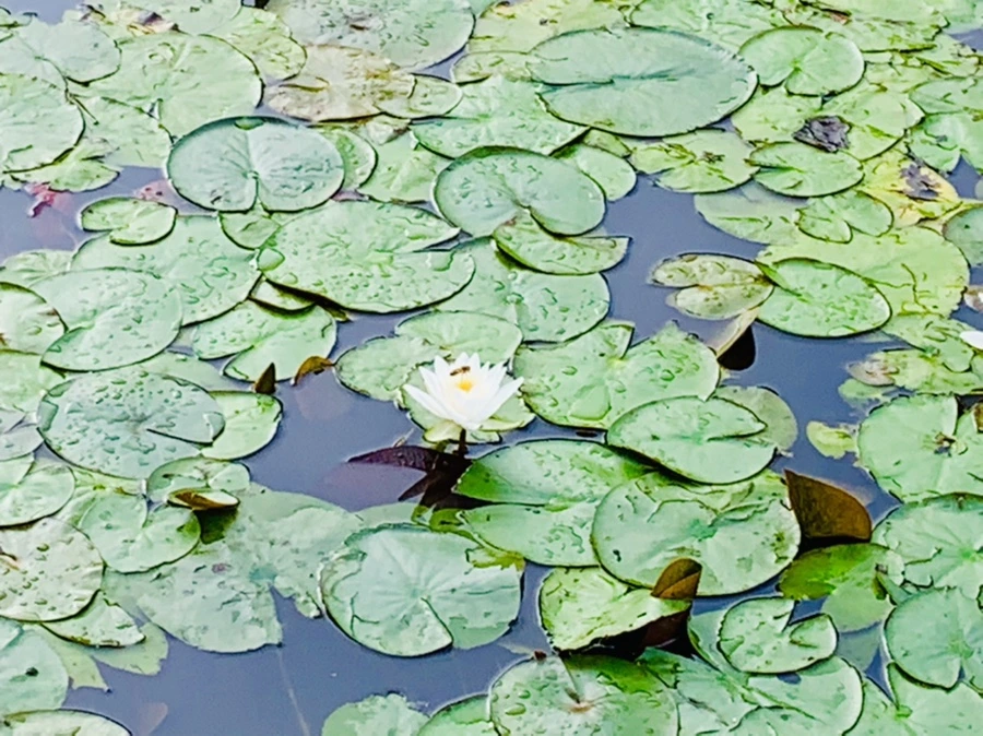 IMG_4432.jpg?type=w966