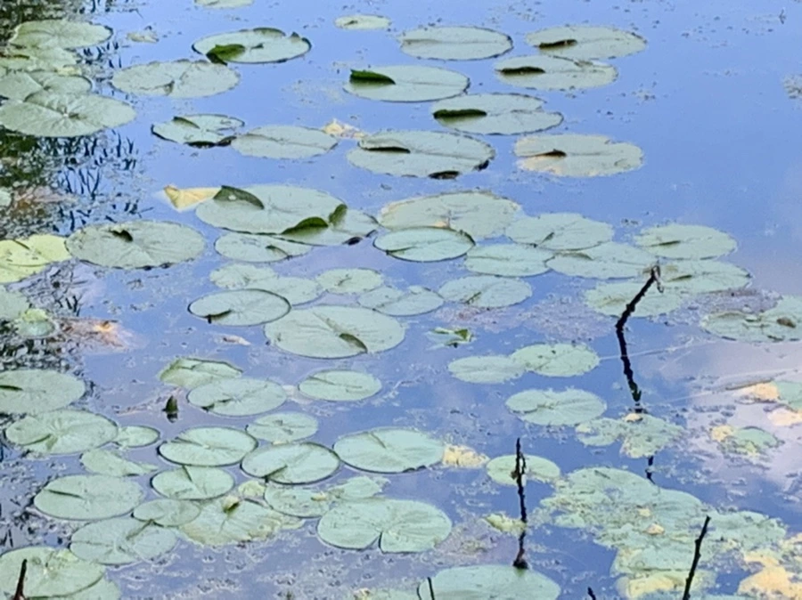 IMG_7548.jpg?type=w966