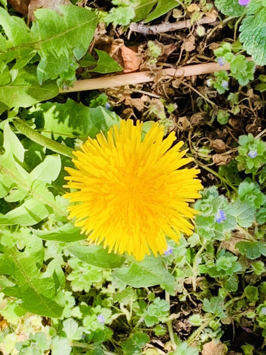 IMG_4520.jpg?type=w966