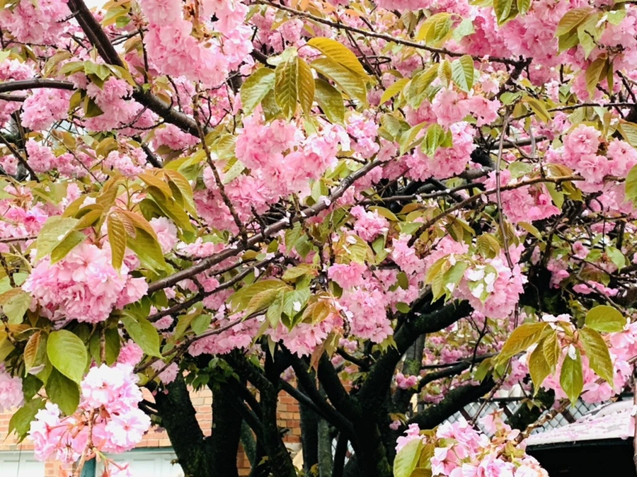 IMG_5258.jpg?type=w966