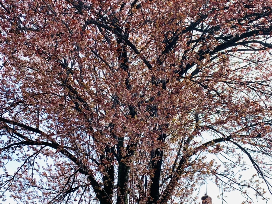 IMG_1533.jpg?type=w966