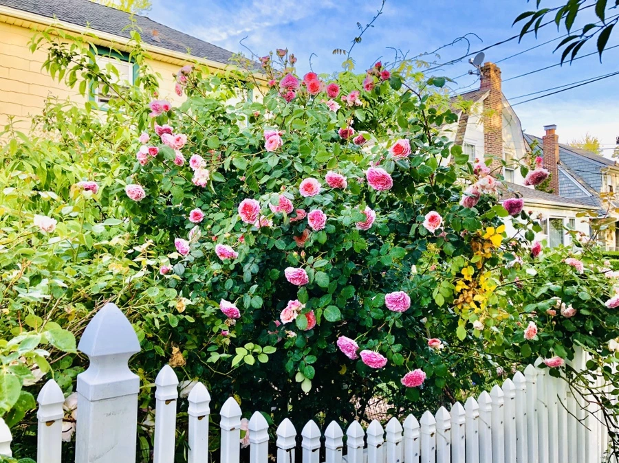 IMG_8079.jpg?type=w966