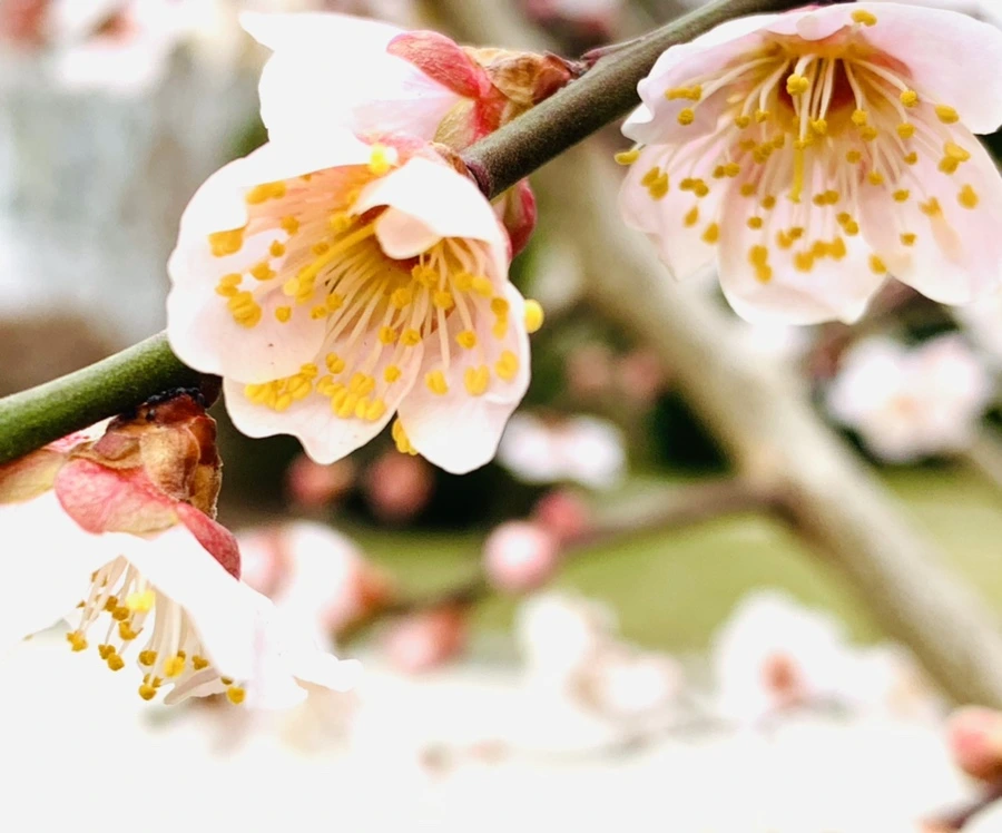 IMG_1694.jpg?type=w966