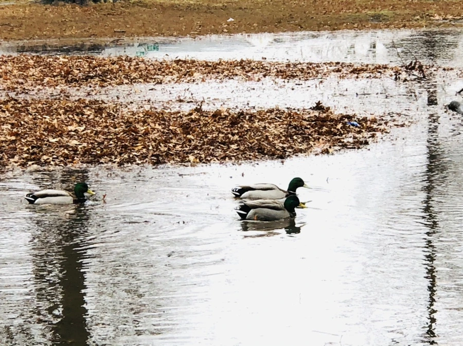 IMG_3386.jpg?type=w966