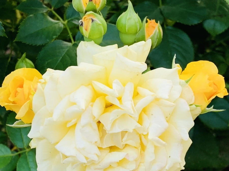 IMG_2944.jpg?type=w966