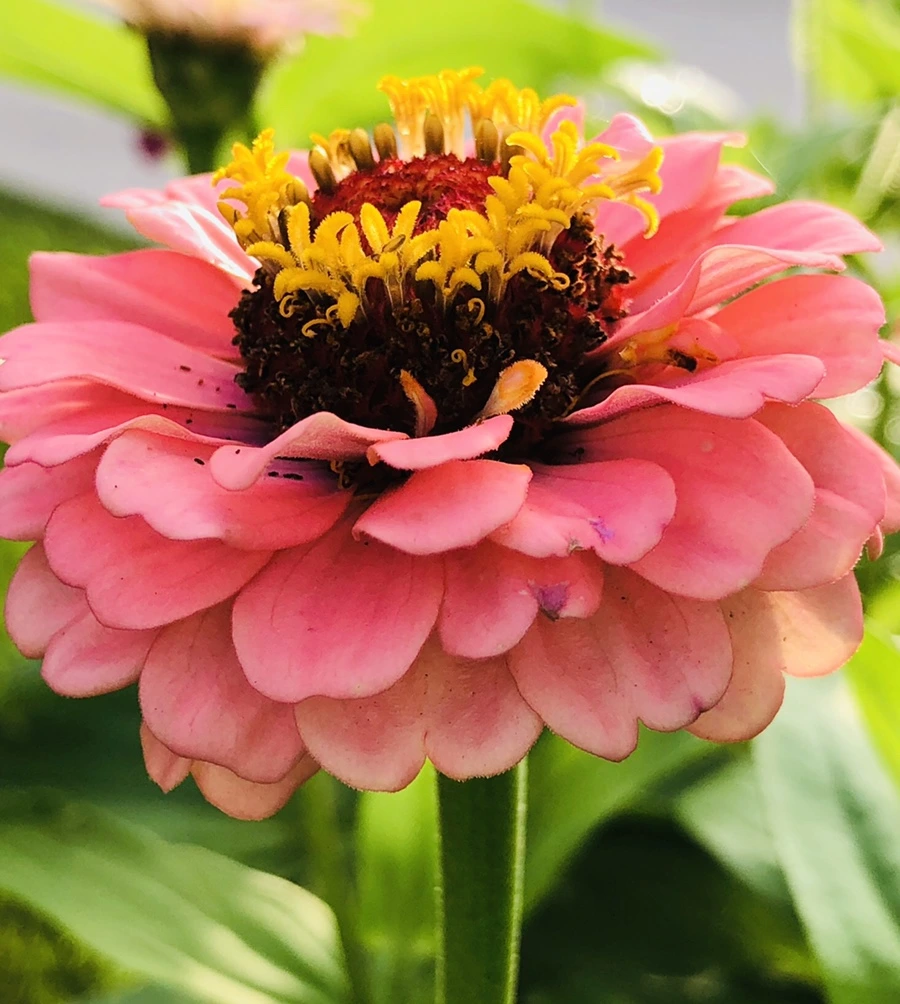 IMG_1788.jpg?type=w966