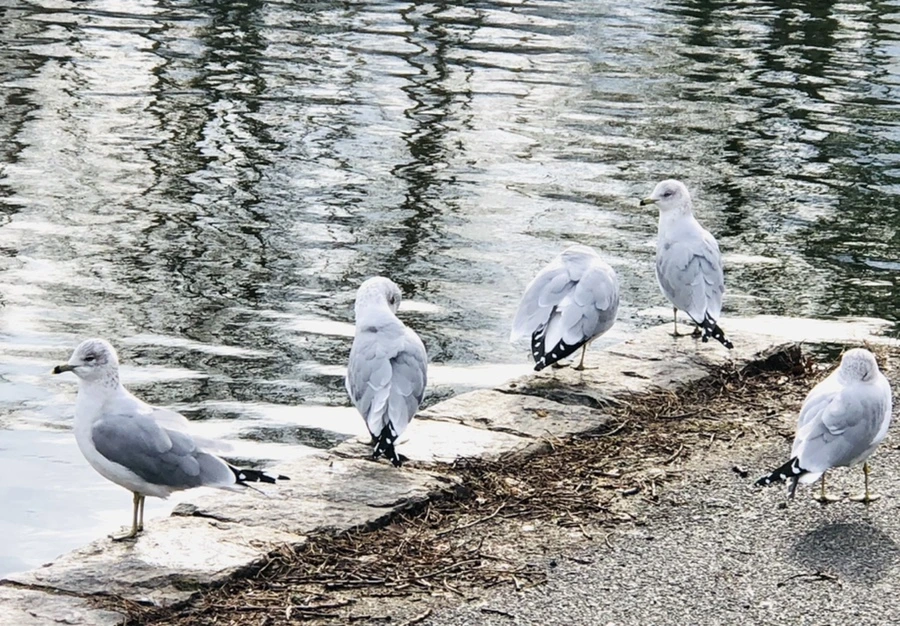 IMG_8723.jpg?type=w966