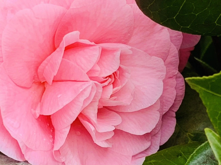 IMG_1437.jpg?type=w966