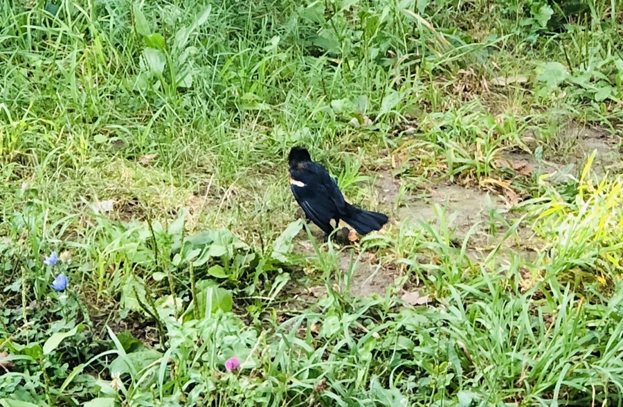 IMG_4920.jpg?type=w966