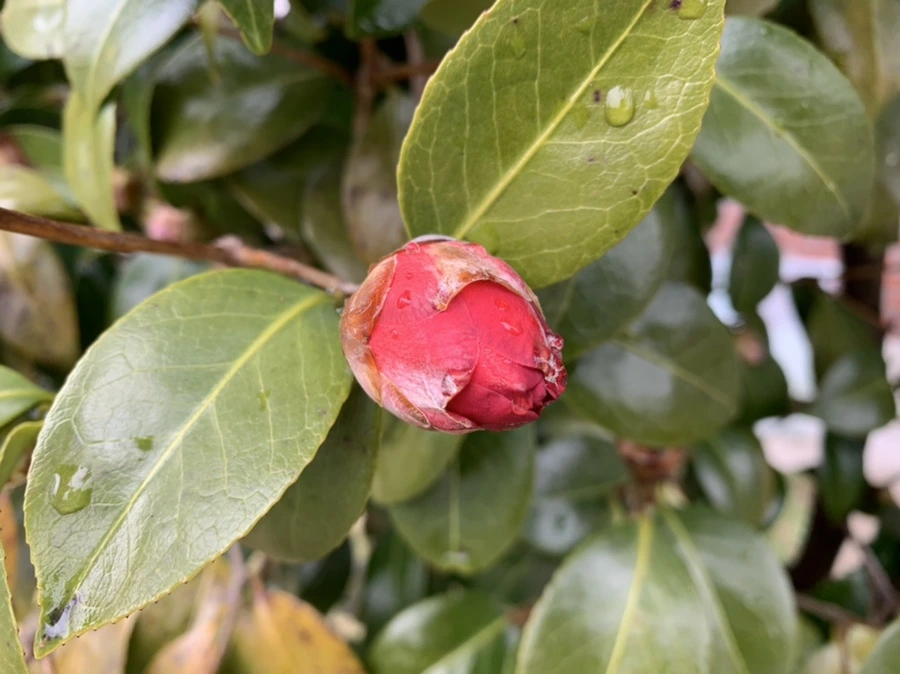 IMG_3780.jpg?type=w966