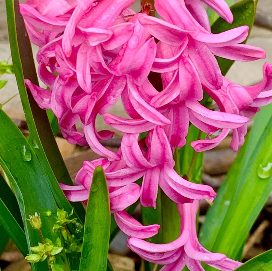 IMG_6200.jpg?type=w966