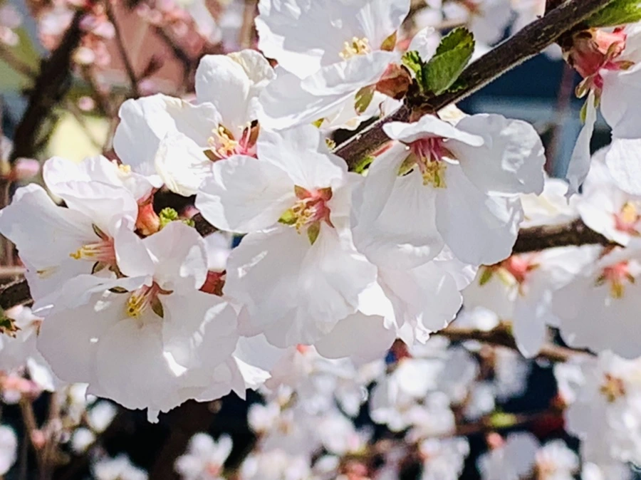 IMG_8061.jpg?type=w966