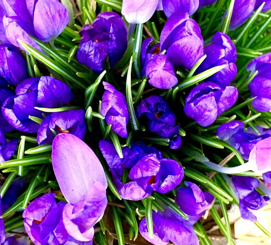 IMG_1508.jpg?type=w966