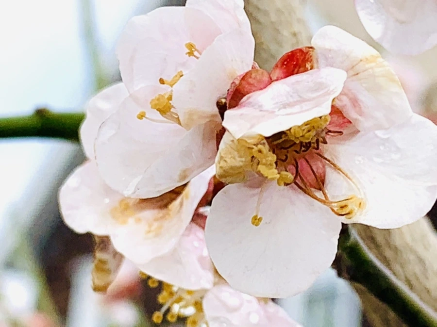 IMG_3934.jpg?type=w966