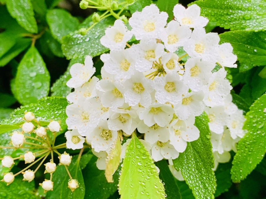 IMG_9732.jpg?type=w966