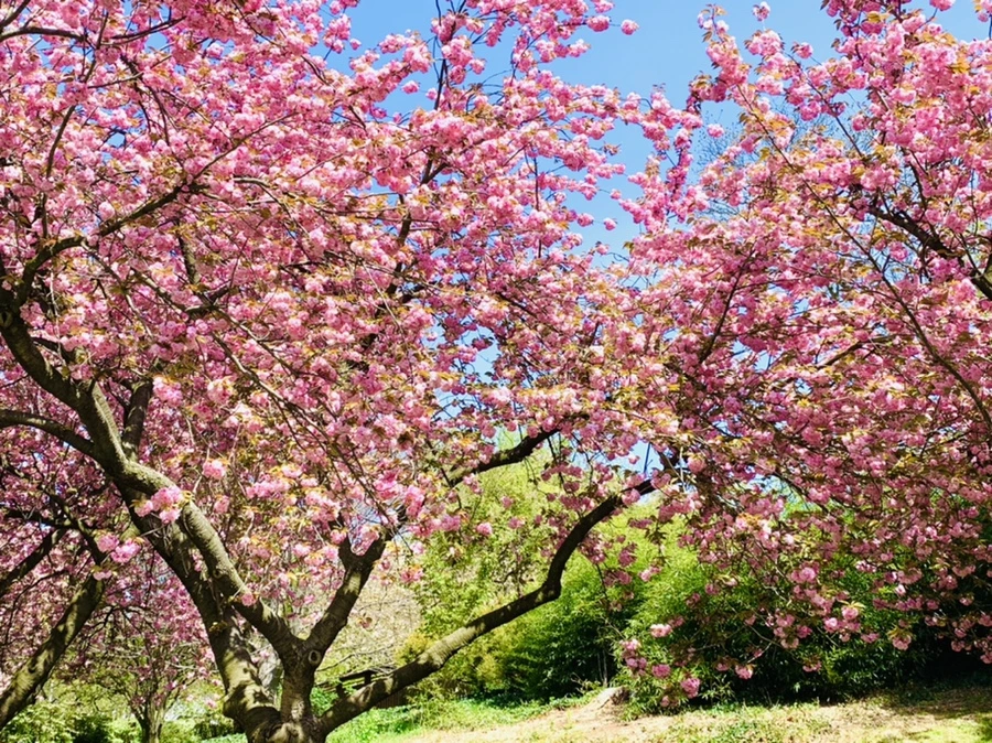 IMG_6476.jpg?type=w966