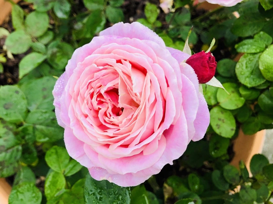 IMG_2244.jpg?type=w966