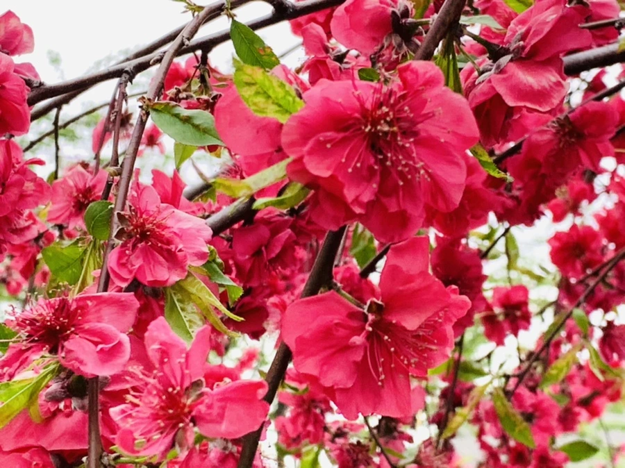 IMG_8012.jpg?type=w966