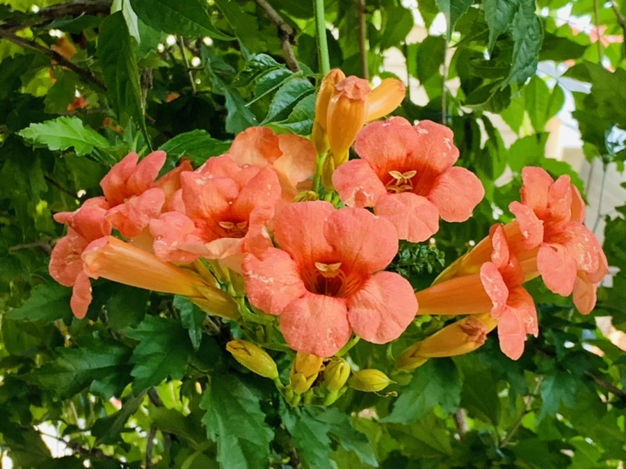 IMG_8691.jpg?type=w966