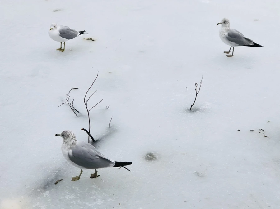 IMG_4322.jpg?type=w966