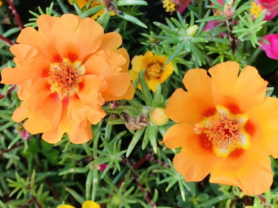 IMG_6696.jpg?type=w966