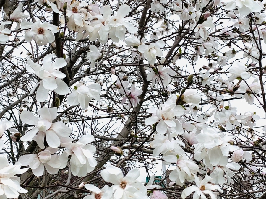 IMG_5929.jpg?type=w966