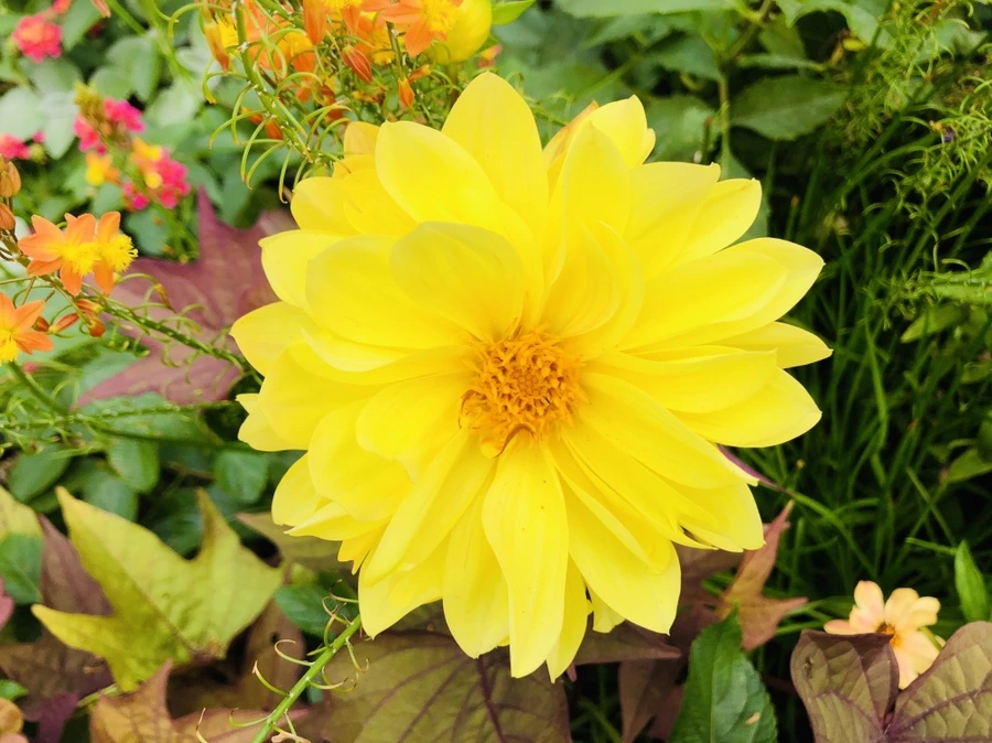 IMG_1843.jpg?type=w966