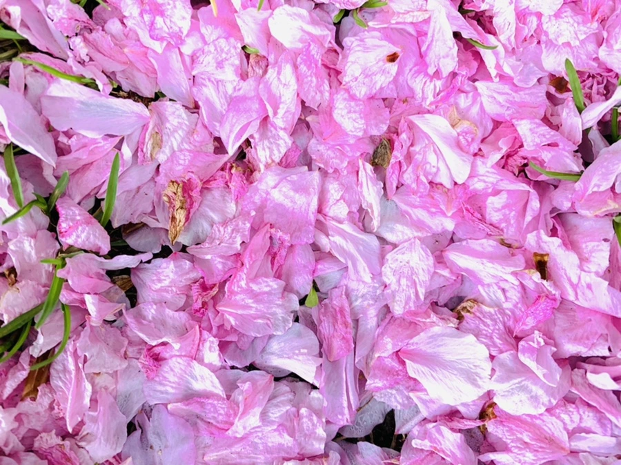 IMG_6047.jpg?type=w966