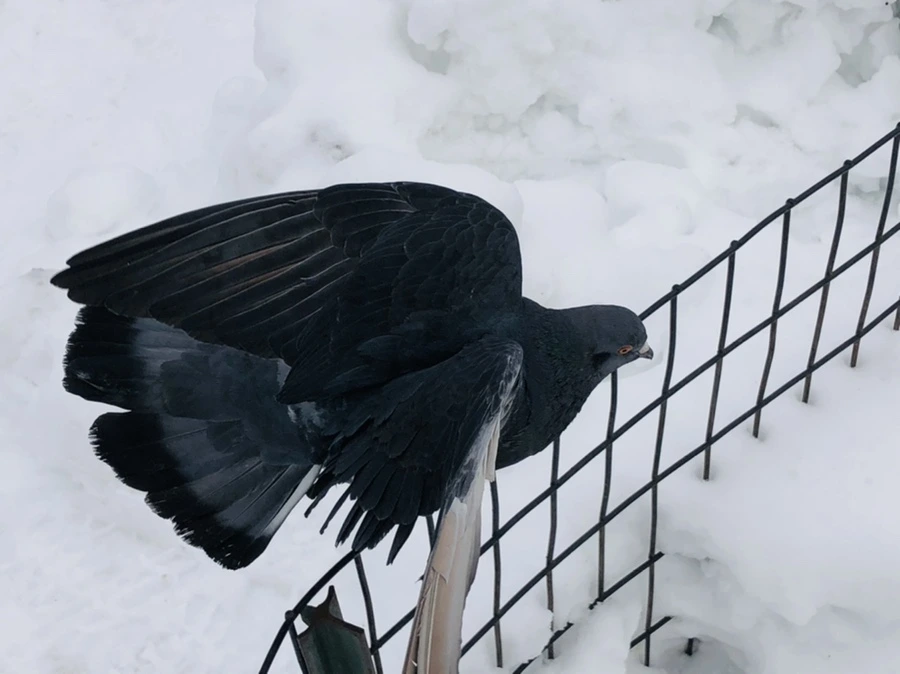 IMG_9150.jpg?type=w966