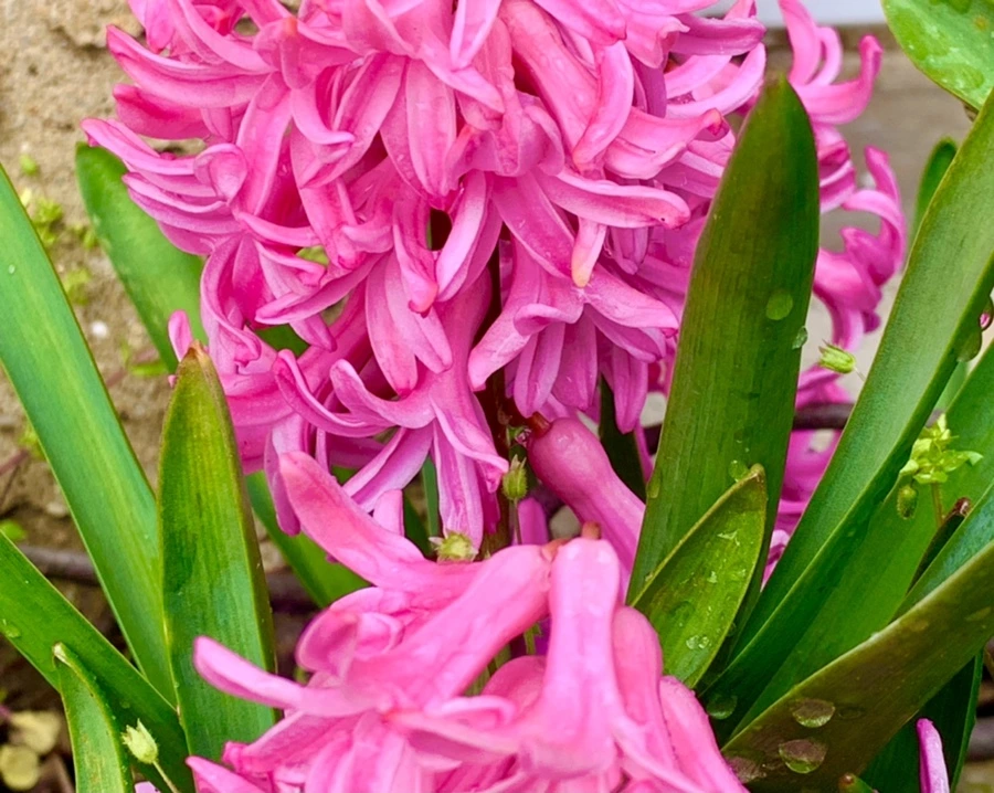 IMG_6199.jpg?type=w966