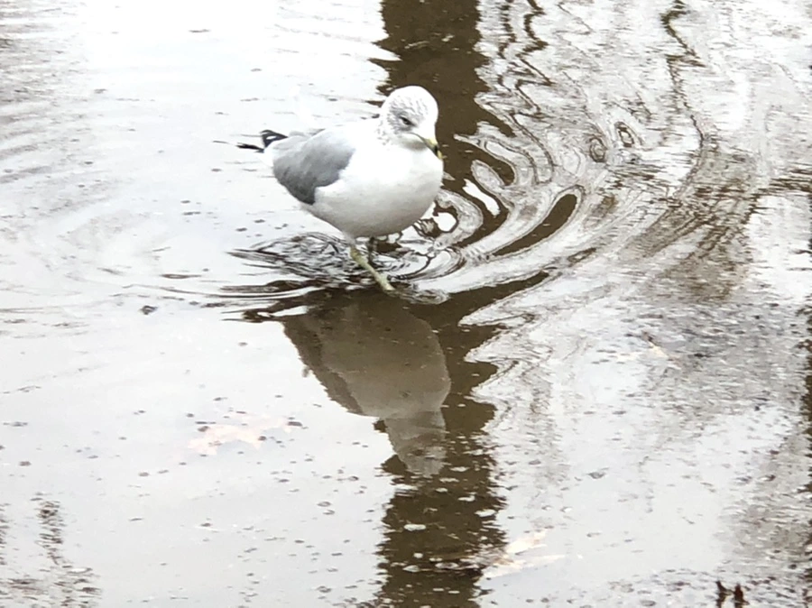 IMG_9461.jpg?type=w966