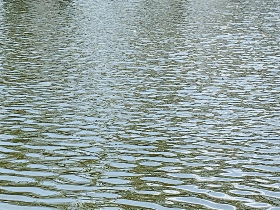 IMG_4486.jpg?type=w966