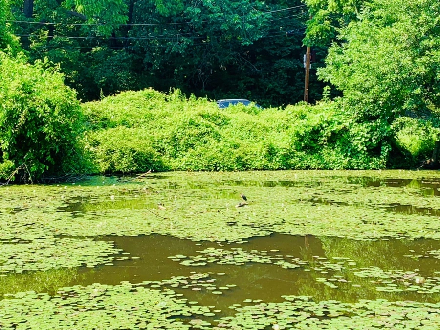 IMG_1379.jpg?type=w966