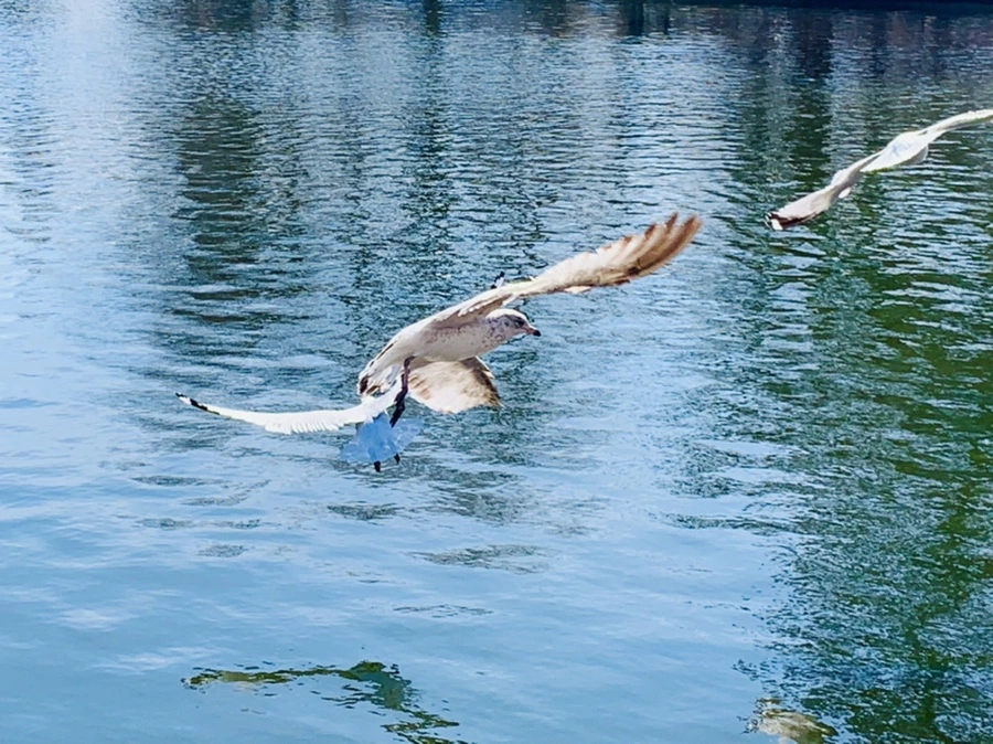 IMG_9587.jpg?type=w966