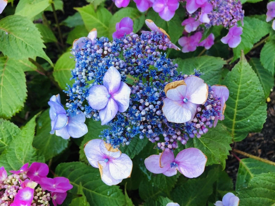 IMG_0530.jpg?type=w966