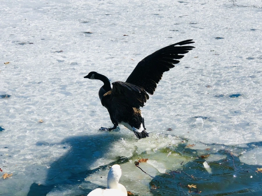 IMG_5208.jpg?type=w966