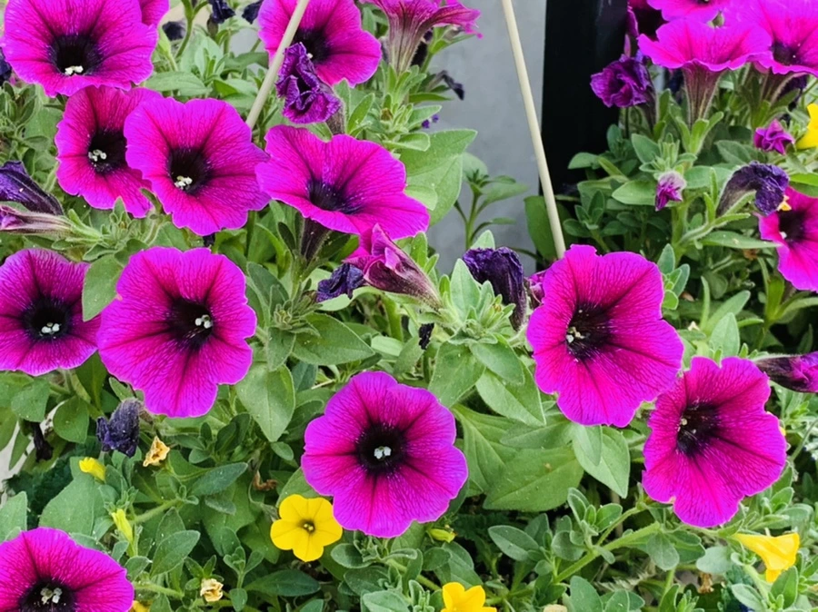 IMG_4123.jpg?type=w966