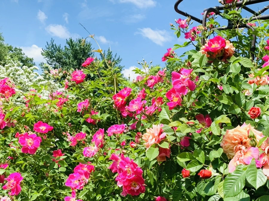 IMG_5841.jpg?type=w966