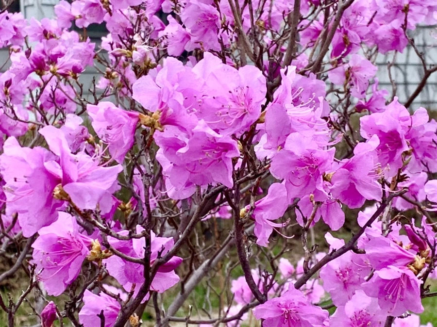 IMG_6762.jpg?type=w966