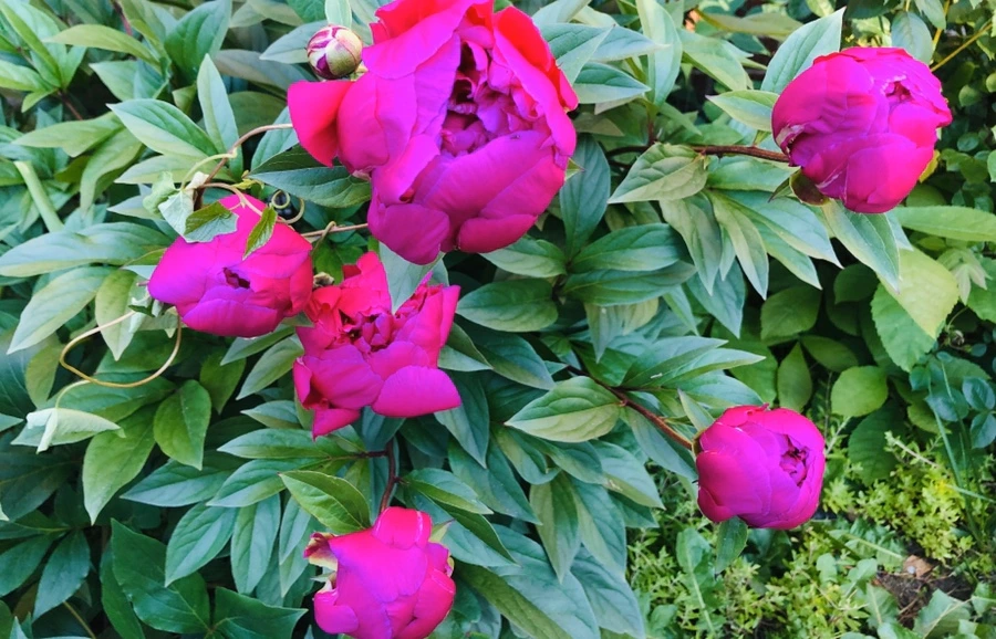 IMG_7688.jpg?type=w966