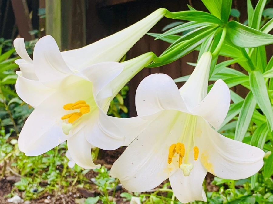 IMG_1012.jpg?type=w966