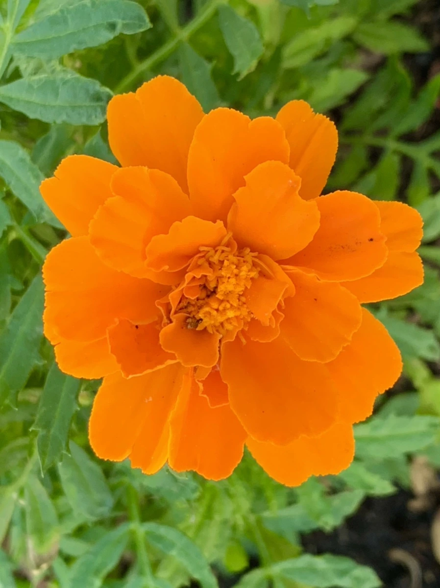 IMG_5193.jpg?type=w966