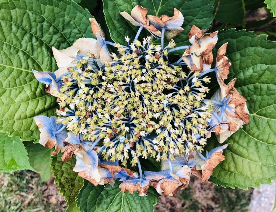 IMG_7750.jpg?type=w966