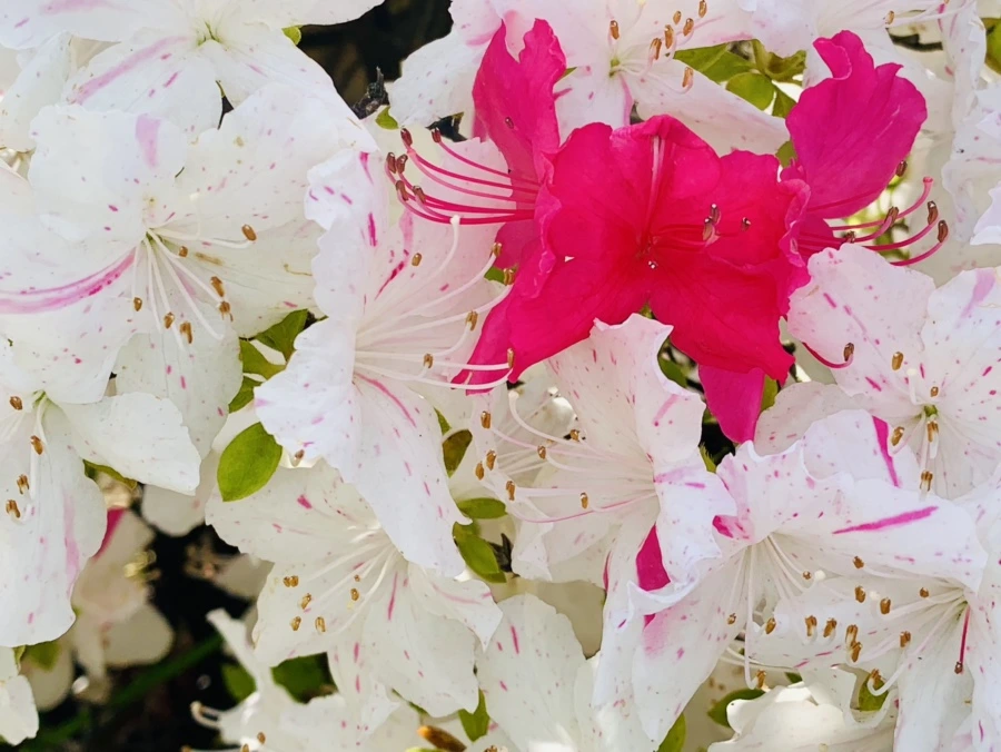 IMG_1068.jpg?type=w966