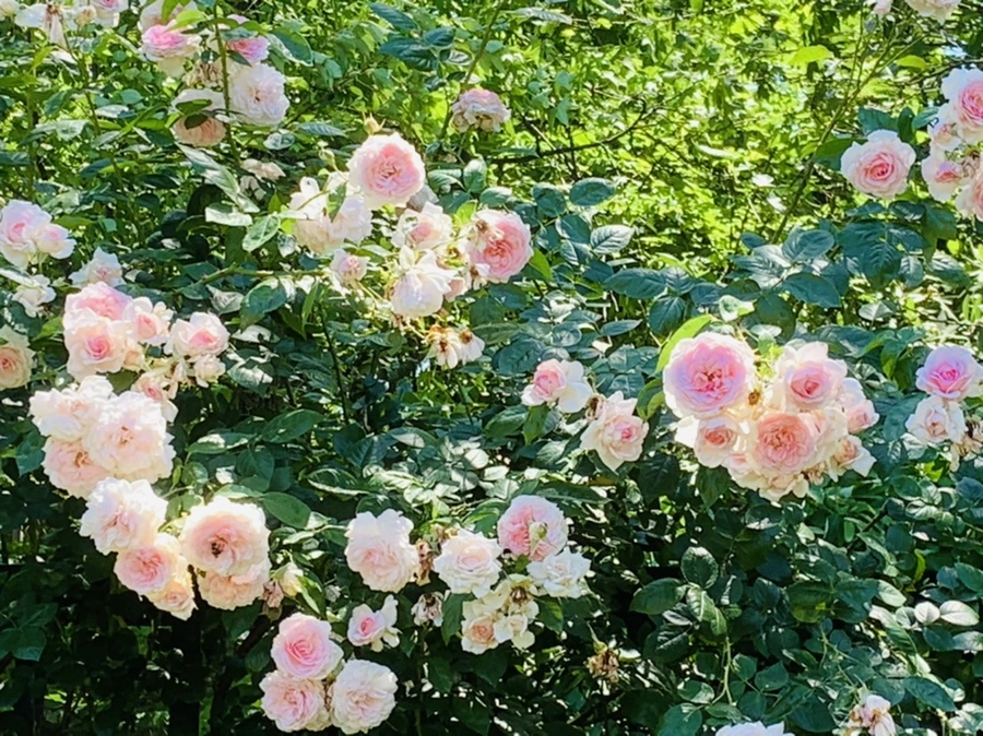 IMG_4137.jpg?type=w966