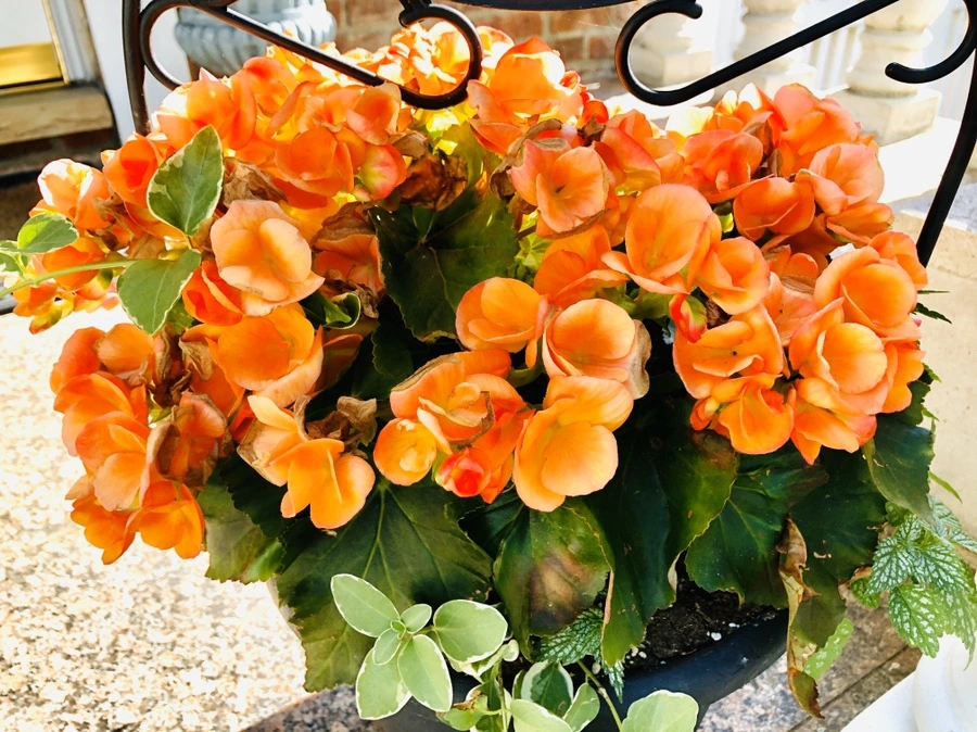 IMG_8690.jpg?type=w966