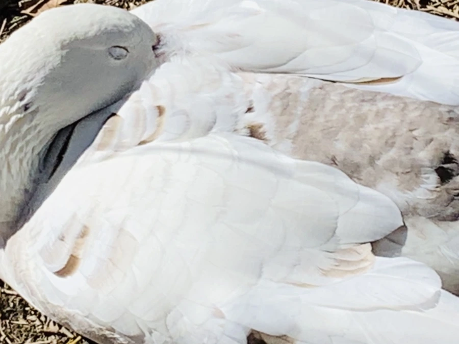 IMG_8865.jpg?type=w966