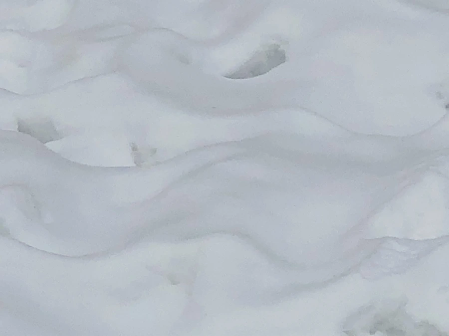 IMG_2361.jpg?type=w966